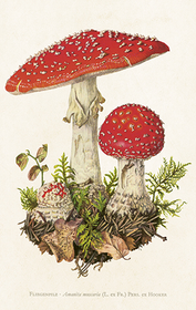 Pakettikortti vintage 'Kärpässieni'