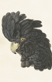 Pakettikortti vintage 'Mustakakadu'