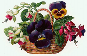 Pakettikortti vintage 'Orvokki'