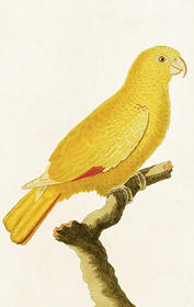 Pakettikortti vintage 'Papukaija'