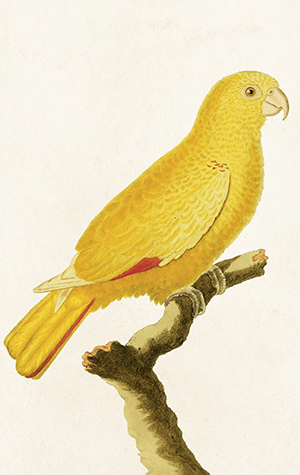 Pakettikortti vintage 'Papukaija'