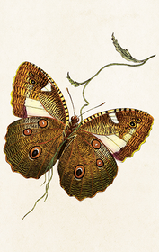 Pakettikortti vintage 'Perhonen'