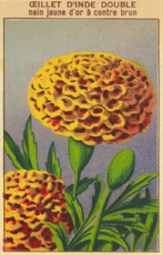 Pakettikortti vintage 'Samettikukka'