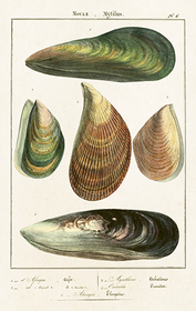 Pakettikortti vintage 'Simpukat'