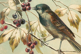 Postikortti vintage 'Metsänlintu'