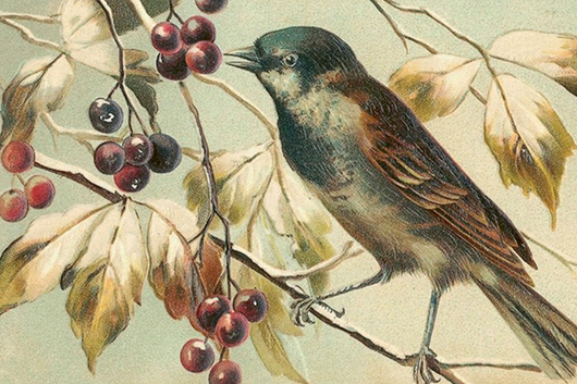 Postikortti vintage 'Metsänlintu'