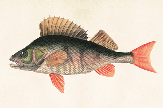 Postikortti vintage 'Ahven'