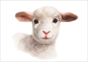 Henna Adel: Postikortti 'Karitsa'