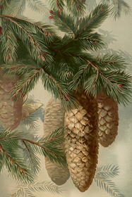 Postikortti vintage 'Kuusenkävyt'