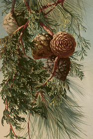 Postikortti vintage 'Kävyt'