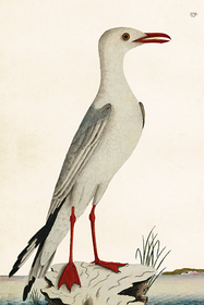 Postikortti vintage 'Lokki'