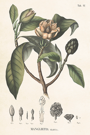 Postikortti vintage 'Manglietia glauca'