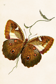 Postikortti vintage 'Perhonen'