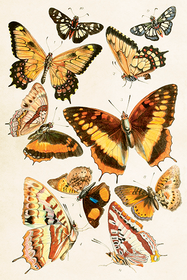 Postikortti vintage 'Perhoset 2'