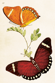 Postikortti vintage 'Perhoset 3'