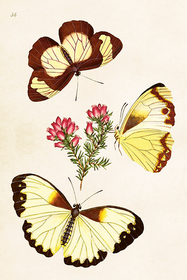 Postikortti vintage 'Perhoset 4'