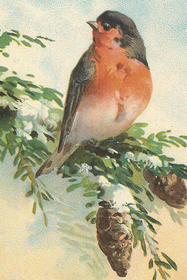 Postikortti vintage 'Punatulkku'