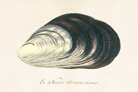 Postikortti vintage 'Jokihelmisimpukka'