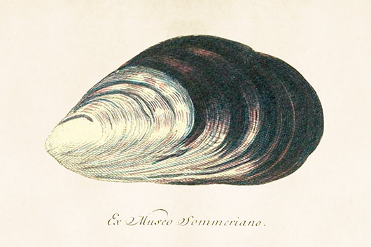 Postikortti vintage 'Jokihelmisimpukka'