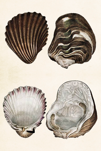 Postikortti vintage 'Simpukat'