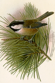 Postikortti vintage 'Talitiainen'