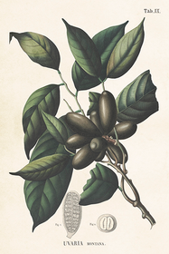 Postikortti vintage 'Uvaria Montana'