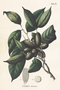 Postikortti vintage 'Uvaria Montana'