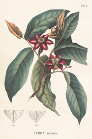 Postikortti vintage 'Uvaria Purpurea'