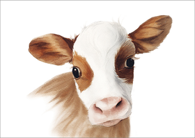 Henna Adel: Postikortti 'Vasikka'