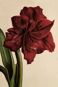 Postikortti vintage 'Amaryllis'