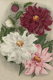 Postikortti vintage 'Daalia'