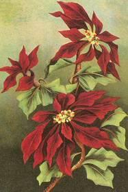 Postikortti vintage 'Joulutähti'