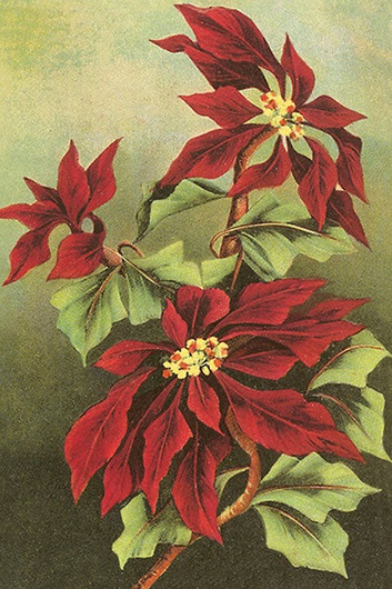 Postikortti vintage 'Joulutähti'