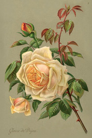 Postikortti vintage 'Juhannusruusu'