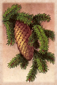 Postikortti vintage 'Kuusenkäpy'