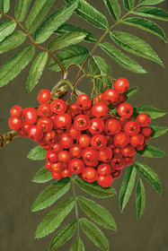 Postikortti vintage 'Pihlaja'