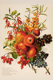 Postikortti vintage 'Syysmarjat'