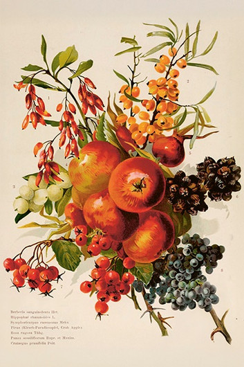 Postikortti vintage 'Syysmarjat'