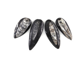 Orthocera-Fossiili Riipus 40-55mm