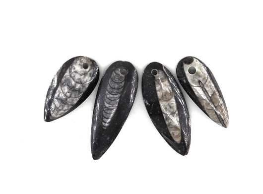 Orthocera-Fossiili Riipus 40-55mm