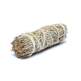 Salvia 'Shasta Sage' nippu 10-11cm/25-30g