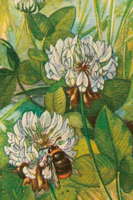 Postikortti vintage 'Valkoapila'