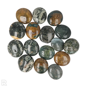 Valtamerijaspis 'Kämmenkivi' 50-55mm