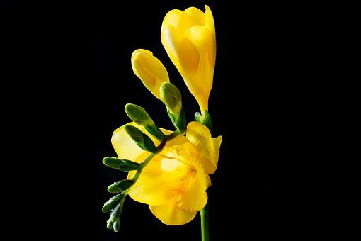 Freesia tuoksuöljy - Keväinen freesia - eteerinenöljy aromi
