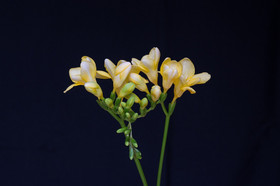 Freesia tuoksuöljy - Keväinen freesia - eteerinenöljy aromi