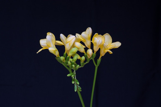 Freesia tuoksuöljy - Keväinen freesia - eteerinenöljy aromi