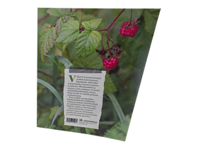 Kirja (Villiyrtit ja luonnonmarjat - Mari Ikonen)