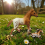 Schleich Appaloosavarsa - Second Hand