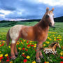 Schleich Appaloosa Tamma 13731 - Second Hand