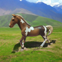 Schleich Trakehnenin hevonen 13756- Second Hand